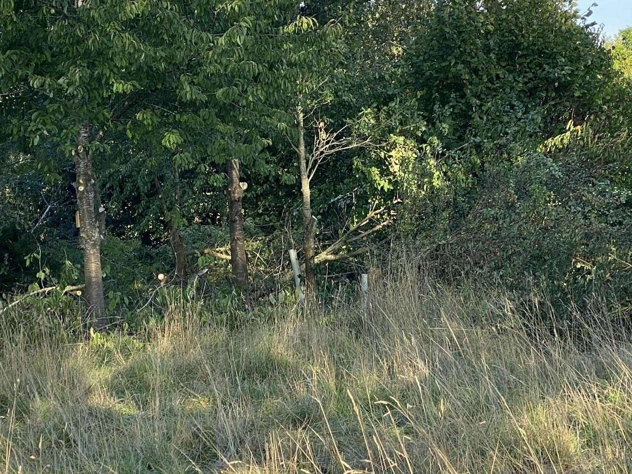 The Gaywood land which is the centre of the drama